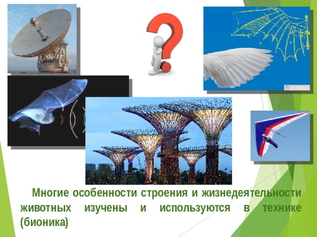  Многие особенности строения и жизнедеятельности животных изучены и используются в технике (бионика) 