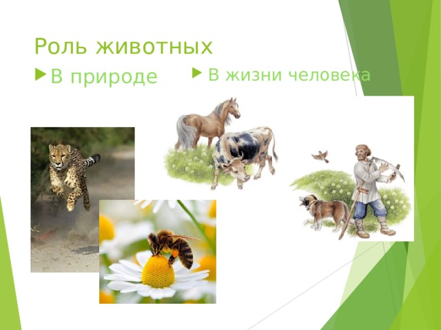 Роль животных В природе В жизни человека 