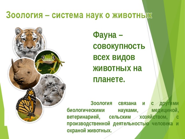 Фауна – совокупность всех видов животных на планете.  Зоология связана и с другими биологическими науками, медициной, ветеринарией, сельским хозяйством, с производственной деятельностью человека и охраной животных. 