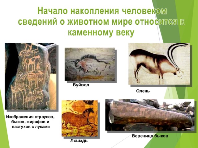 Буйвол Олень Изображения страусов, быков, жирафов и пастухов с луками Вереница быков  Лошадь  