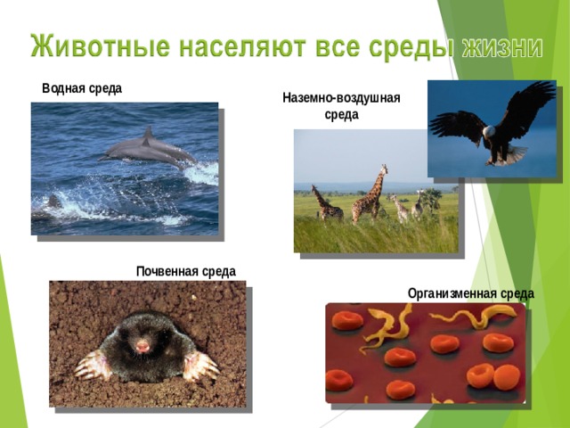 Водная среда Наземно-воздушная среда Почвенная среда Организменная среда 