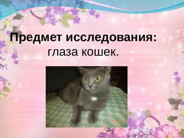 Предмет исследования: глаза кошек. 