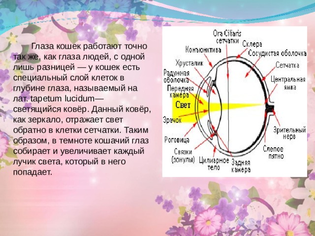  Глаза кошек работают точно так же, как глаза людей, с одной лишь разницей — у кошек есть специальный слой клеток в глубине глаза, называемый на лат. tapetum lucidum— светящийся ковёр. Данный ковёр, как зеркало, отражает свет обратно в клетки сетчатки. Таким образом, в темноте кошачий глаз собирает и увеличивает каждый лучик света, который в него попадает. 