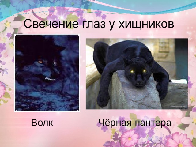 Волк Чёрная пантера 
