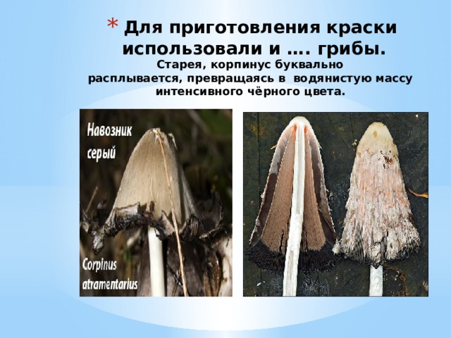 Для приготовления краски использовали и …. грибы.  Старея‚ корпинус буквально расплывается‚ превращаясь в  водянистую массу интенсивного чёрного цвета.   