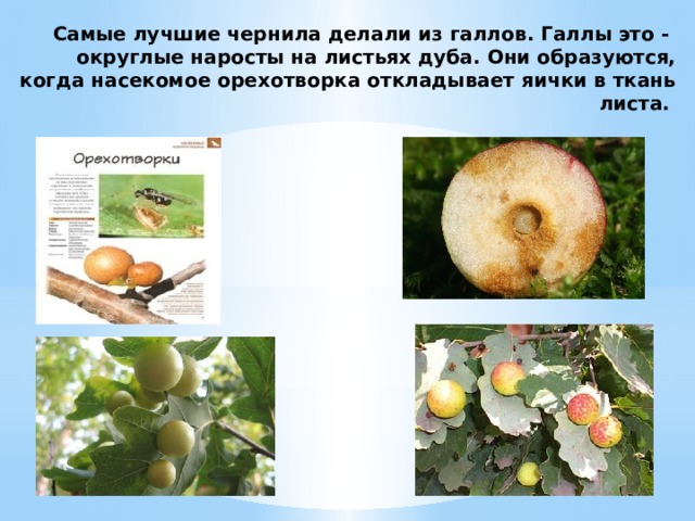 Самые лучшие чернила делали из галлов. Галлы это - округлые наросты на листьях дуба. Они образуются, когда насекомое орехотворка откладывает яички в ткань листа.   