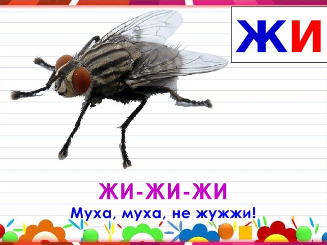 Ж И 