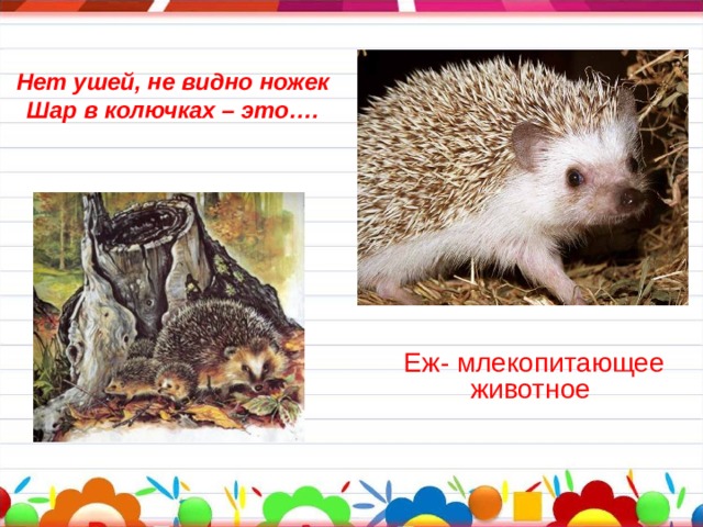 Нет ушей, не видно ножек  Шар в колючках – это…. Еж- млекопитающее животное 
