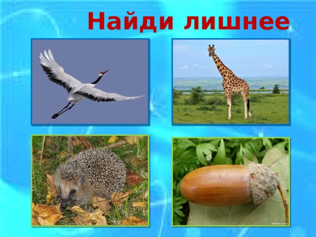  Найди лишнее 