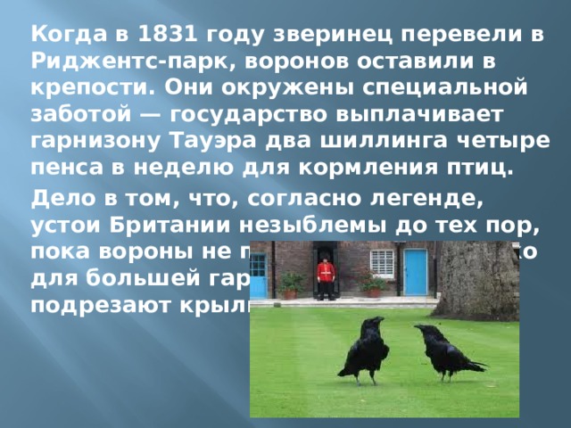 Когда в 1831 году зверинец перевели в Риджентс-парк, воронов оставили в крепости. Они окружены специальной заботой — государство выплачивает гарнизону Тауэра два шиллинга четыре пенса в неделю для кормления птиц. Дело в том, что, согласно легенде, устои Британии незыблемы до тех пор, пока вороны не покинут Тауэр. Однако для большей гарантии птицам подрезают крылья. 