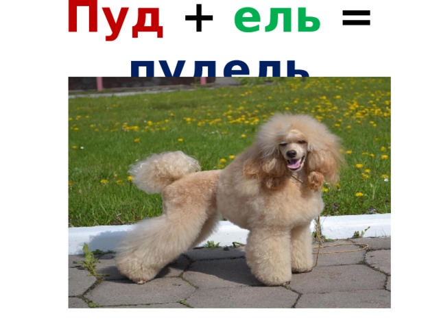 Пуд + ель = пудель 