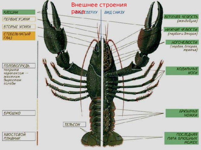 Внешнее строения рака 