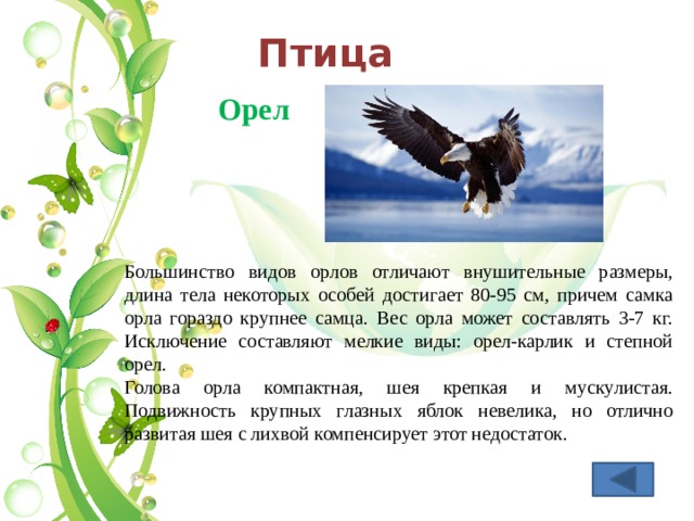 Птица Орел Большинство видов орлов отличают внушительные размеры, длина тела некоторых особей достигает 80-95 см, причем самка орла гораздо крупнее самца. Вес орла может составлять 3-7 кг. Исключение составляют мелкие виды: орел-карлик и степной орел. Голова орла компактная, шея крепкая и мускулистая. Подвижность крупных глазных яблок невелика, но отлично развитая шея с лихвой компенсирует этот недостаток. 