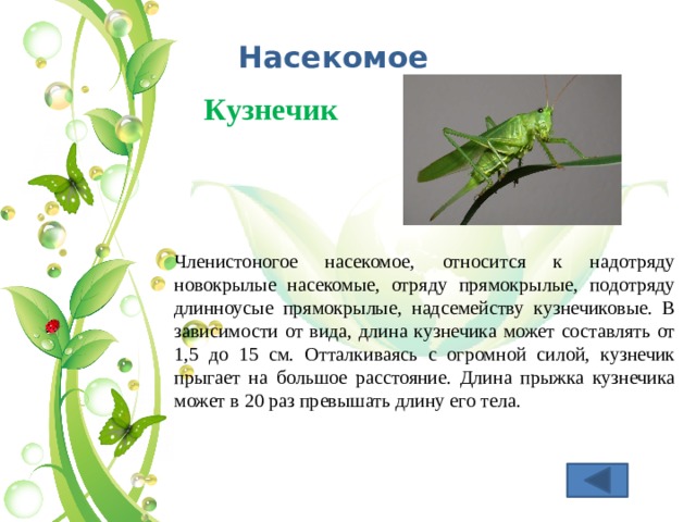 Насекомое Кузнечик Членистоногое насекомое, относится к надотряду новокрылые насекомые, отряду прямокрылые, подотряду длинноусые прямокрылые, надсемейству кузнечиковые. В зависимости от вида, длина кузнечика может составлять от 1,5 до 15 см. Отталкиваясь с огромной силой, кузнечик прыгает на большое расстояние. Длина прыжка кузнечика может в 20 раз превышать длину его тела. 