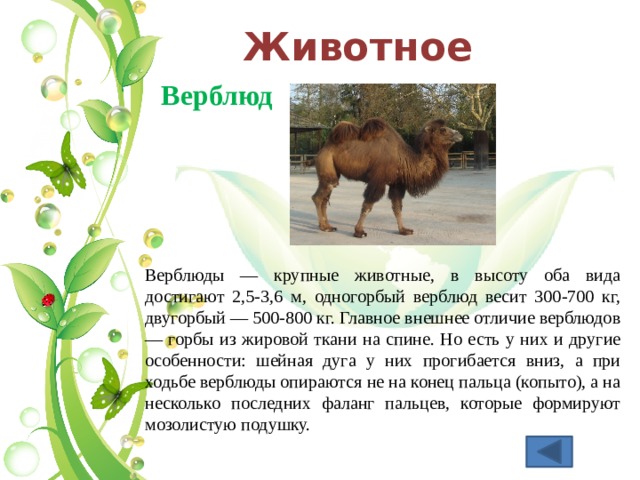 Животное Верблюд Верблюды — крупные животные, в высоту оба вида достигают 2,5-3,6 м, одногорбый верблюд весит 300-700 кг, двугорбый — 500-800 кг. Главное внешнее отличие верблюдов — горбы из жировой ткани на спине. Но есть у них и другие особенности: шейная дуга у них прогибается вниз, а при ходьбе верблюды опираются не на конец пальца (копыто), а на несколько последних фаланг пальцев, которые формируют мозолистую подушку. 