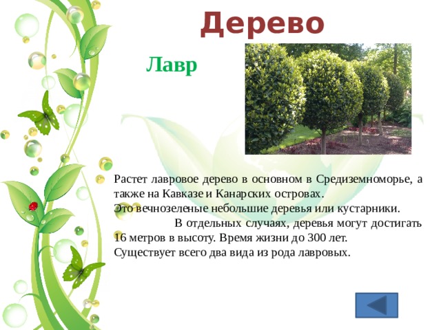 Дерево Лавр Растет лавровое дерево в основном в Средиземноморье, а также на Кавказе и Канарских островах. Это вечнозеленые небольшие деревья или кустарники. В отдельных случаях, деревья могут достигать 16 метров в высоту. Время жизни до 300 лет. Существует всего два вида из рода лавровых. 