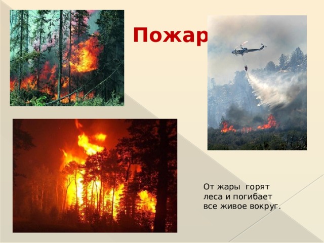 Пожар От жары горят леса и погибает все живое вокруг.  