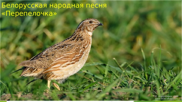 Белорусская народная песня «Перепелочка» 