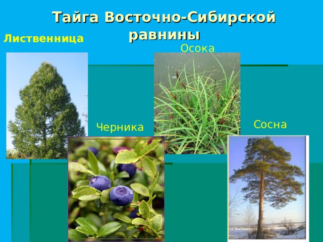 Тайга Восточно-Сибирской равнины Лиственница  Осока Сосна Черника 