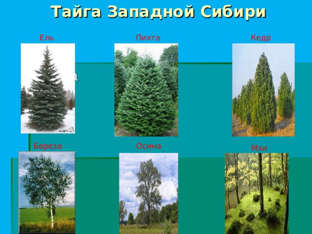 Тайга Западной Сибири Ель Пихта Кедр Береза Береза Осина Мхи 