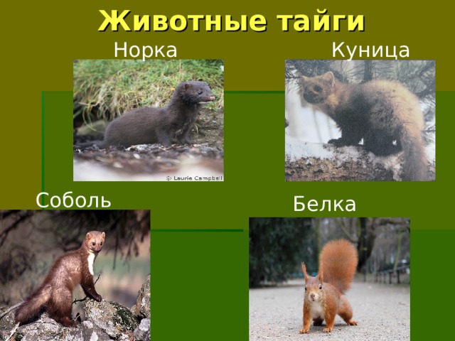 Животные тайги Норка Куница Соболь Белка 