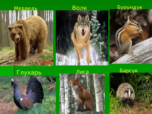 Бурундук Волк Медведь Барсук Глухарь Лиса 