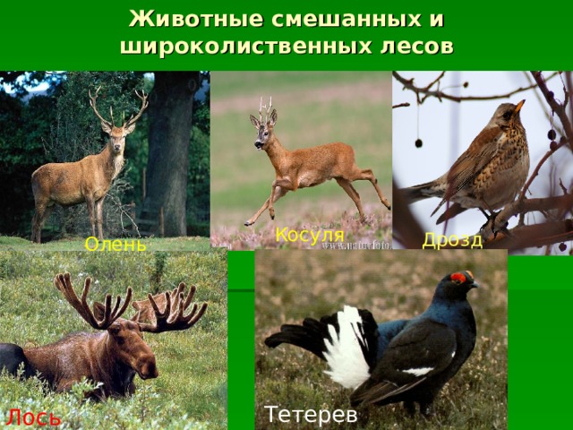 Животные смешанных и широколиственных лесов Косуля Дрозд Олень Тетерев Лось 