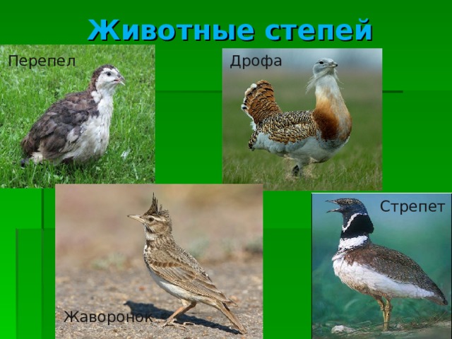 Животные степей Перепел Дрофа Стрепет Жаворонок 