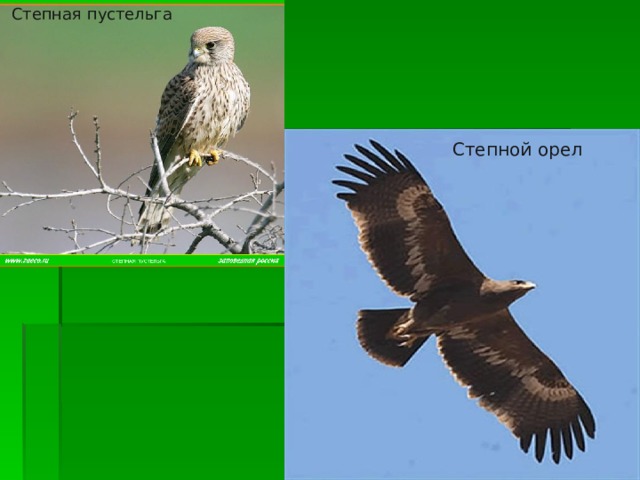 Степная пустельга Степной орел 