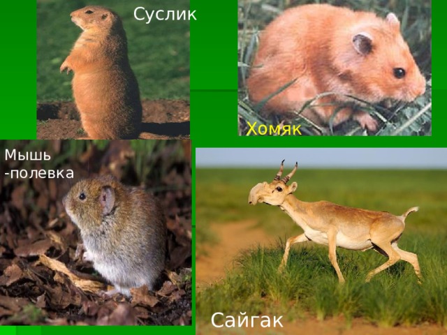 Суслик Хомяк Мышь -полевка Сайгак 