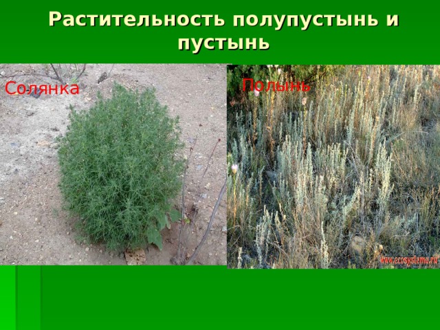 Растительность полупустынь и пустынь Полынь Солянка 