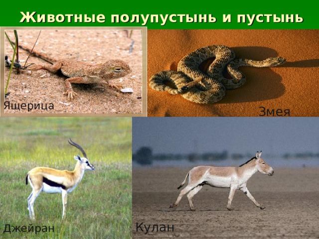 Животные полупустынь и пустынь Ящерица Змея Кулан Джейран 