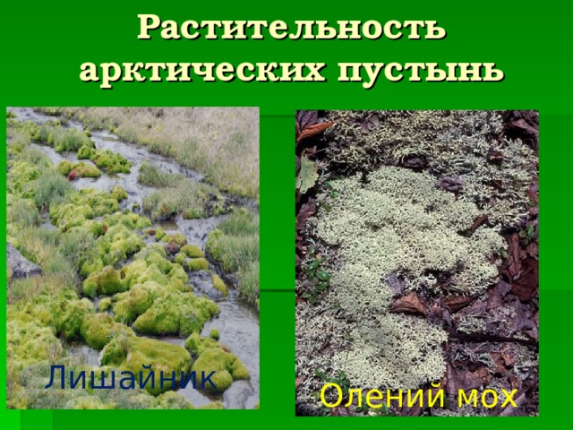 Растительность арктических пустынь Лишайник Олений мох 