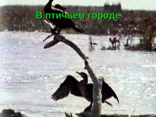 В птичьем городе 