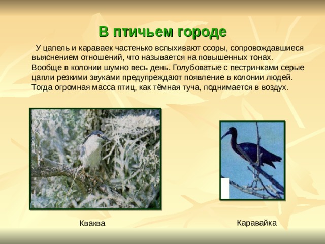 В птичьем городе  У цапель и караваек частенько вспыхивают ссоры, сопровождавшиеся выяснением отношений, что называется на повышенных тонах. Вообще в колонии шумно весь день. Голубоватые с пестринками серые цапли резкими звуками предупреждают появление в колонии людей. Тогда огромная масса птиц, как тёмная туча, поднимается в воздух. Каравайка Кваква 