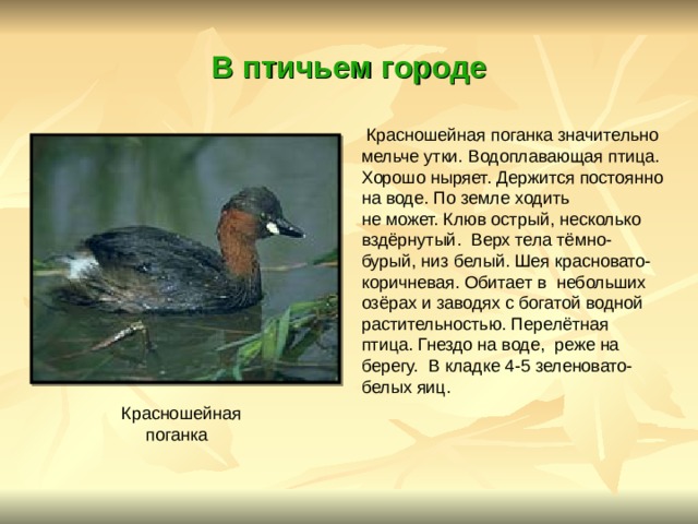 В птичьем городе  Красношейная поганка значительно мельче утки. Водоплавающая птица. Хорошо ныряет. Держится постоянно на воде. По земле ходить не может. Клюв острый, несколько вздёрнутый. Верх тела тёмно- бурый, низ белый. Шея красновато- коричневая. Обитает в небольших озёрах и заводях с богатой водной растительностью. Перелётная птица. Гнездо на воде, реже на берегу. В кладке 4-5 зеленовато- белых яиц. Красношейная  поганка 