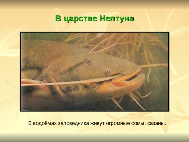 В царстве Нептуна В водоёмах заповедника живут огромные сомы, сазаны. 