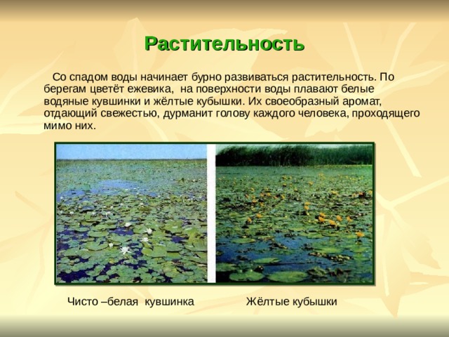 Растительность  Со спадом воды начинает бурно развиваться растительность. По берегам цветёт ежевика, на поверхности воды плавают белые водяные кувшинки и жёлтые кубышки. Их своеобразный аромат, отдающий свежестью, дурманит голову каждого человека, проходящего мимо них. Чисто –белая кувшинка Жёлтые кубышки 