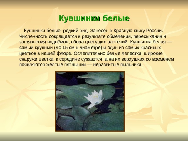 Кувшинки белые  Кувшинки белые- редкий вид. Занесён в Красную книгу России. Численность сокращается в результате обмеления, пересыхания и загрязнения водоёмов, сбора цветущих растений. Кувшинка белая — самый крупный (до 15 см в диаметре) и один из самых красивых цветков в нашей флоре. Ослепительно белые лепестки, широкие снаружи цветка, к середине сужаются, а на их верхушках со временем появляются жёлтые пятнышки — неразвитые пыльники. 
