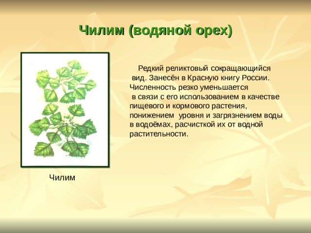 Чилим (водяной орех)  Редкий реликтовый сокращающийся  вид. Занесён в Красную книгу России. Численность резко уменьшается  в связи с его использованием в качестве пищевого и кормового растения, понижением уровня и загрязнением воды в водоёмах, расчисткой их от водной растительности. Чилим 