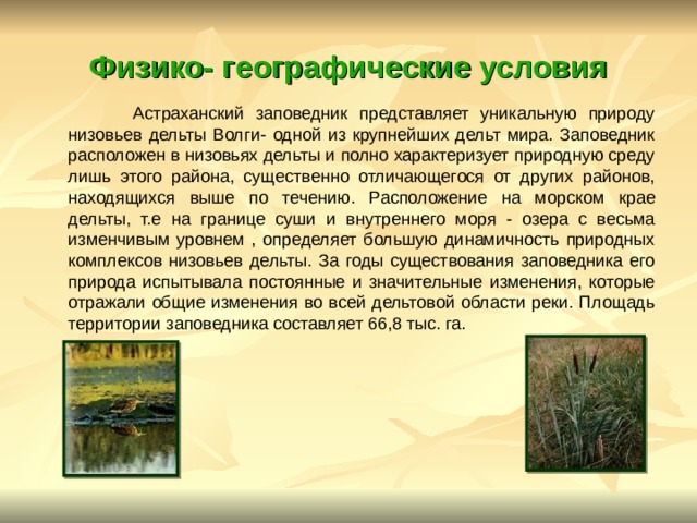 Физико- географические условия  Астраханский заповедник представляет уникальную природу низовьев дельты Волги- одной из крупнейших дельт мира. Заповедник расположен в низовьях дельты и полно характеризует природную среду лишь этого района, существенно отличающегося от других районов, находящихся выше по течению. Расположение на морском крае дельты, т.е на границе суши и внутреннего моря - озера с весьма изменчивым уровнем , определяет большую динамичность природных комплексов низовьев дельты. За годы существования заповедника его природа испытывала постоянные и значительные изменения, которые отражали общие изменения во всей дельтовой области реки. Площадь территории заповедника составляет 66,8 тыс. га. 