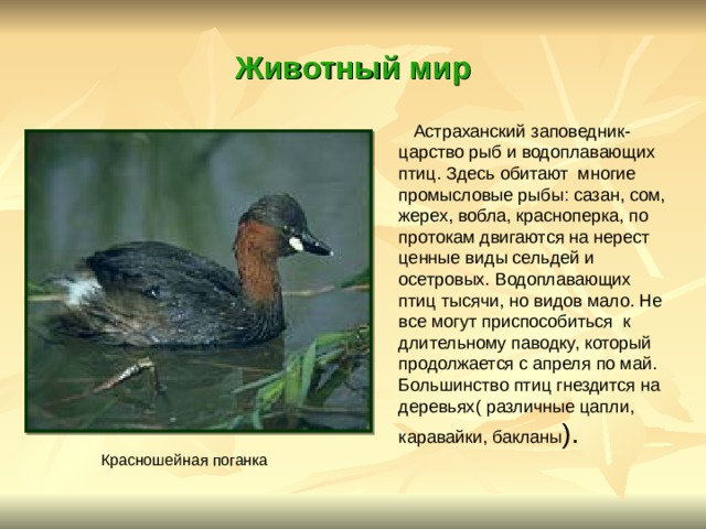 Животный мир  Астраханский заповедник- царство рыб и водоплавающих птиц. Здесь обитают многие промысловые рыбы: сазан, сом, жерех, вобла, красноперка, по протокам двигаются на нерест ценные виды сельдей и осетровых. Водоплавающих птиц тысячи, но видов мало. Не все могут приспособиться к длительному паводку, который продолжается с апреля по май. Большинство птиц гнездится на деревьях( различные цапли, каравайки, бакланы ). Красношейная поганка 