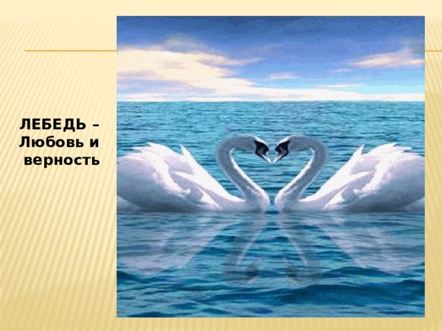  ЛЕБЕДЬ – Любовь и верность 
