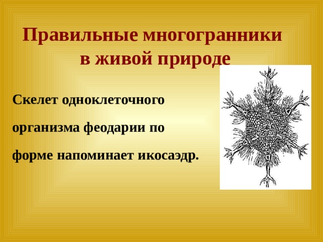 Правильные многогранники в живой природе Скелет одноклеточного  организма феодарии по  форме напоминает икосаэдр. 