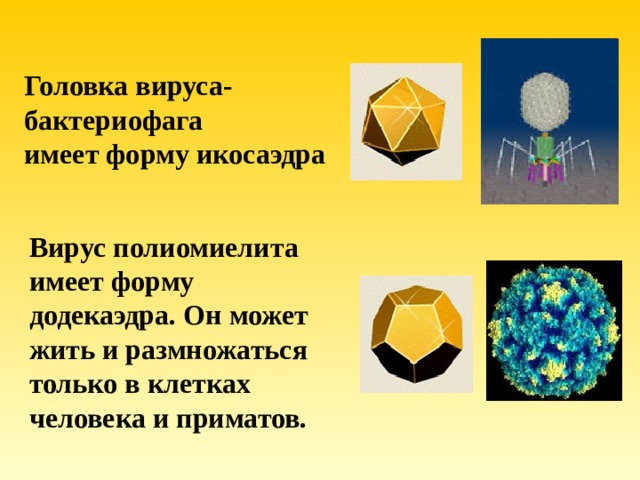 Головка вируса-бактериофага имеет форму икосаэдра Вирус полиомиелита имеет форму додекаэдра. Он может жить и размножаться только в клетках человека и приматов. 
