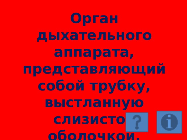 Орган дыхательного аппарата, представляющий собой трубку, выстланную слизистой оболочкой. 