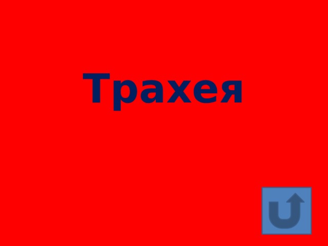 Трахея 