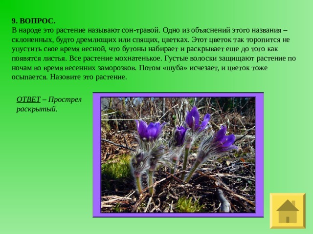9. ВОПРОС. В народе это растение называют сон-травой. Одно из объяснений этого названия – склоненных, будто дремлющих или спящих, цветках. Этот цветок так торопится не упустить свое время весной, что бутоны набирает и раскрывает еще до того как появятся листья. Все растение мохнатенькое. Густые волоски защищают растение по ночам во время весенних заморозков. Потом «шуба» исчезает, и цветок тоже осыпается. Назовите это растение. ОТВЕТ – Прострел раскрытый. 