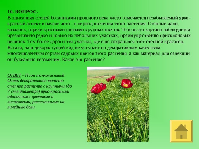 10. ВОПРОС. В описаниях степей ботаниками прошлого века часто отмечается незабываемый ярко-красный аспект в начале лета - в период цветения этого растения. Степные дали, казалось, горели красными пятнами крупных цветов. Теперь эта картина наблюдается чрезвычайно редко и только на небольших участках, преимущественно присклоновых целинок. Тем более дороги эти участки, где еще сохранился этот степной красавец. Кстати, наш дикорастущий вид не уступает по декоративным качествам многочисленным сортам садовых цветов этого растения, а как материал для селекции он буквально незаменим. Какое это растение? ОТВЕТ – Пион тонколистный. Очень декоративное типично степное растение с крупными (до 7 см в диаметре) ярко-красными одиночными цветками и листочками, рассеченными на линейные доли. 