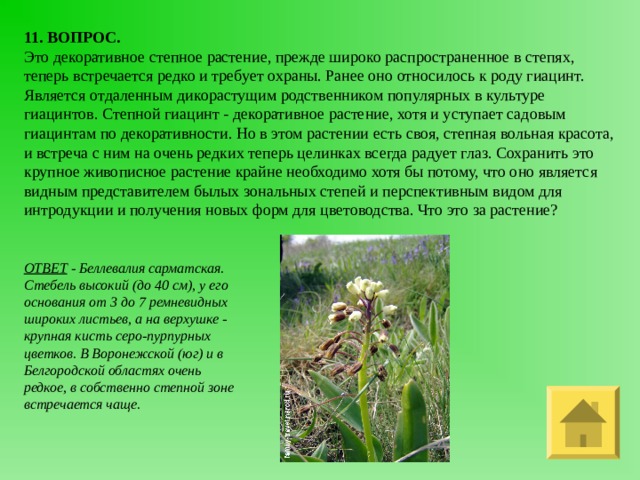 11. ВОПРОС. Это декоративное степное растение, прежде широко распространенное в степях, теперь встречается редко и требует охраны. Ранее оно относилось к роду гиацинт. Является отдаленным дикорастущим родственником популярных в культуре гиацинтов. Степной гиацинт - декоративное растение, хотя и уступает садовым гиацинтам по декоративности. Но в этом растении есть своя, степная вольная красота, и встреча с ним на очень редких теперь целинках всегда радует глаз. Сохранить это крупное живописное растение крайне необходимо хотя бы потому, что оно является видным представителем былых зональных степей и перспективным видом для интродукции и получения новых форм для цветоводства. Что это за растение? ОТВЕТ - Беллевалия сарматская. Стебель высокий (до 40 см), у его основания от 3 до 7 ремневидных широких листьев, а на верхушке - крупная кисть серо-пурпурных цветков. В Воронежской (юг) и в Белгородской областях очень редкое, в собственно степной зоне встречается чаще. 